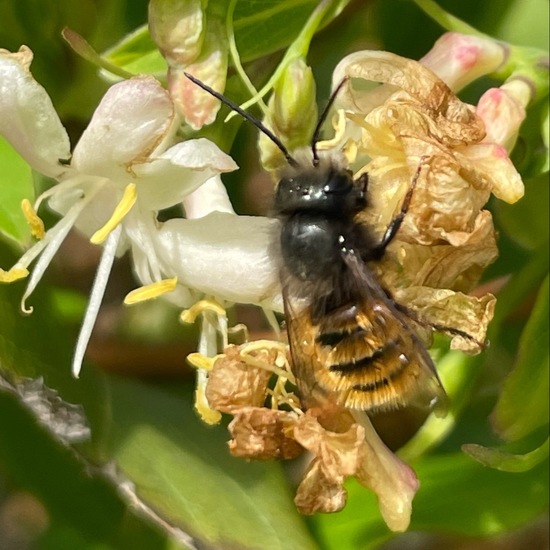 Gehörnte Mauerbiene: Tier im Habitat Park in der NatureSpots App