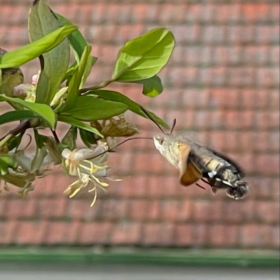 Taubenschwänzchen: Tier im Habitat Park in der NatureSpots App