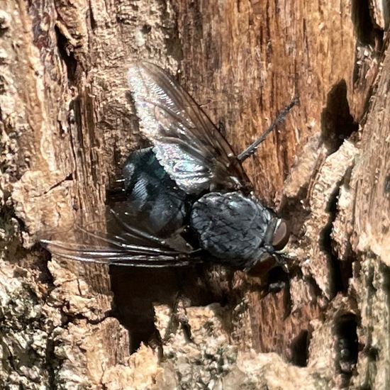 Fleischfliegen: Tier im Habitat Garten in der NatureSpots App