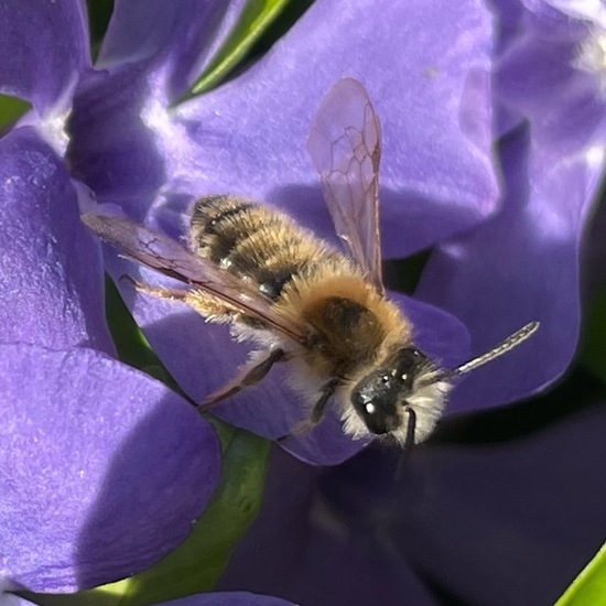 Andrena gravida: Tier im Habitat Garten in der NatureSpots App