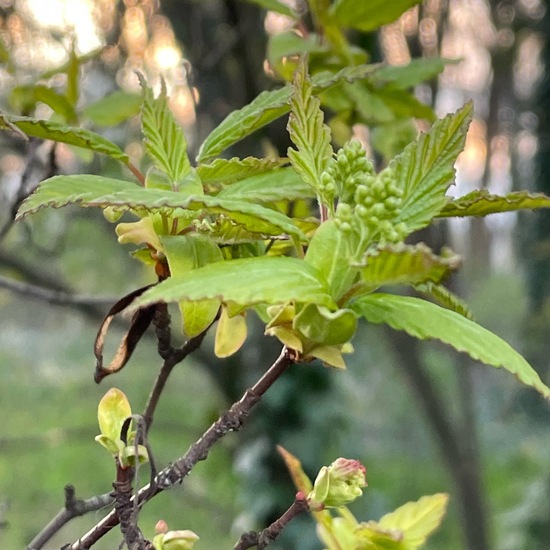 Acer tataricum: Plant in habitat Park in the NatureSpots App