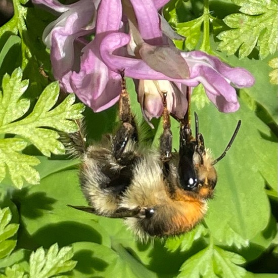 Bombus pascuorum: Animal in habitat Garden in the NatureSpots App