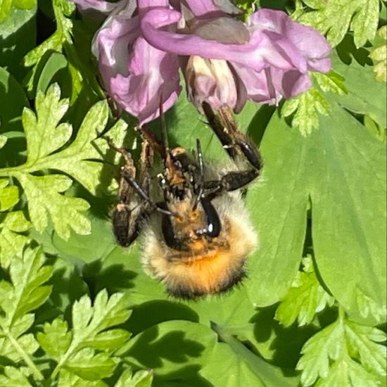 Ackerhummel: Tier im Habitat Garten in der NatureSpots App