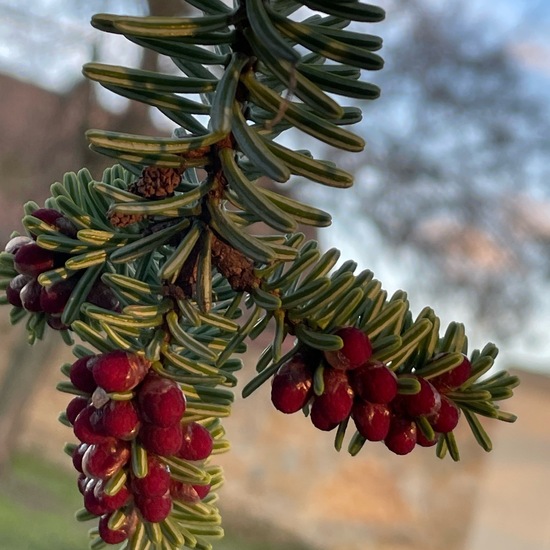 Abies pinsapo: Plant in habitat Park in the NatureSpots App