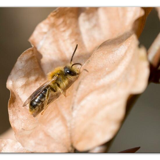 Rotschopfige Sandbiene: Tier im Habitat Landwirtschaftliche Wiese in der NatureSpots App