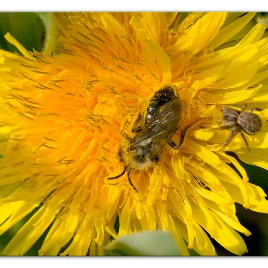 Weiden-Sandbiene: Tier im Habitat Landwirtschaftliche Wiese in der NatureSpots App