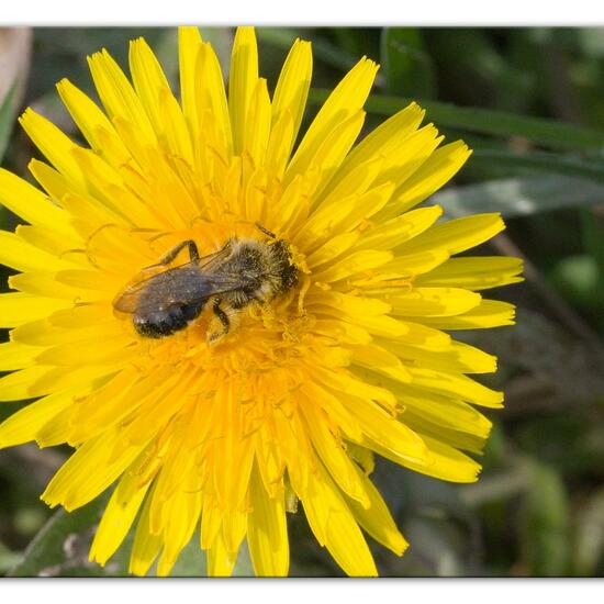 Weiden-Sandbiene: Tier im Habitat Landwirtschaftliche Wiese in der NatureSpots App