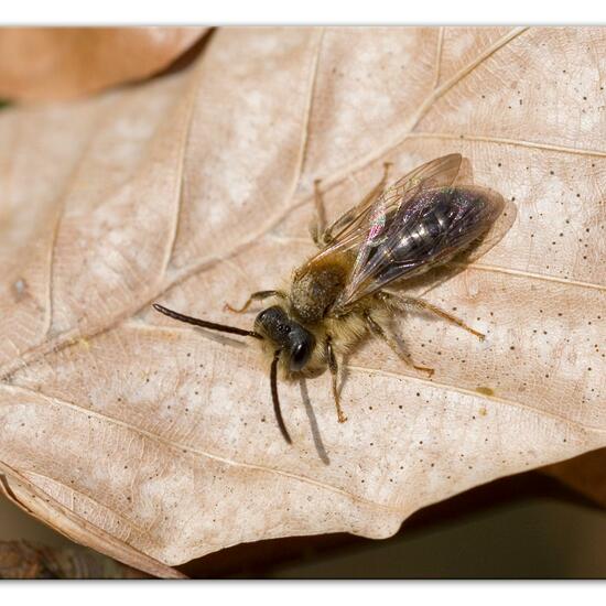 Rotschopfige Sandbiene: Tier im Habitat Landwirtschaftliche Wiese in der NatureSpots App