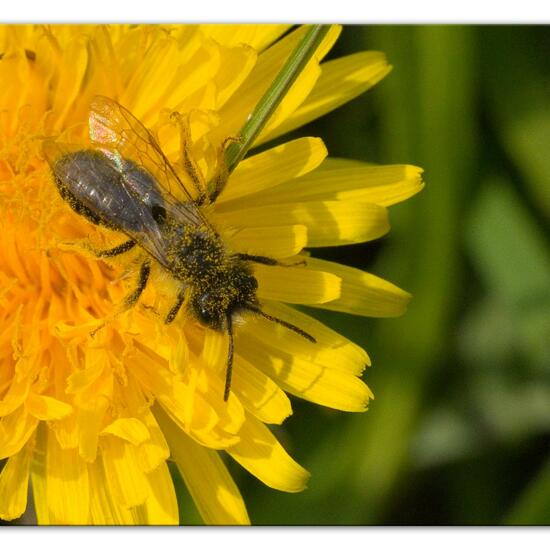 Weiden-Sandbiene: Tier im Habitat Landwirtschaftliche Wiese in der NatureSpots App