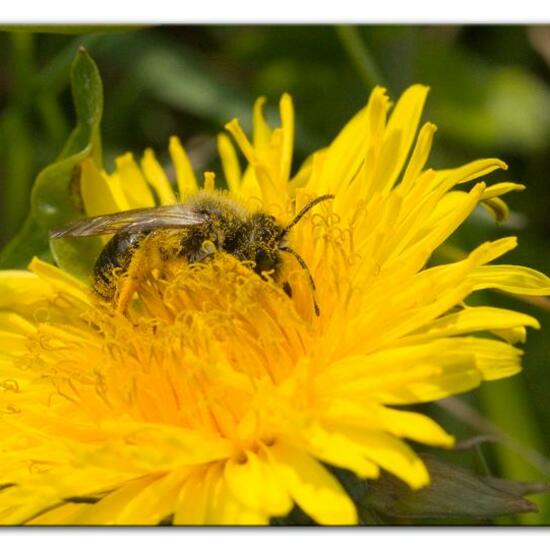 Weiden-Sandbiene: Tier im Habitat Landwirtschaftliche Wiese in der NatureSpots App