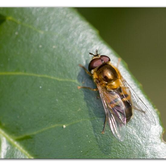 Epistrophe eligans: Tier im Habitat Hinterhof in der NatureSpots App