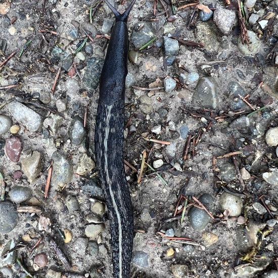 Schwarzer Schnegel: Tier im Habitat Wald der gemäßigten Breiten in der NatureSpots App