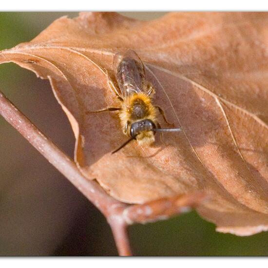 Rotschopfige Sandbiene: Tier im Habitat Landwirtschaftliche Wiese in der NatureSpots App