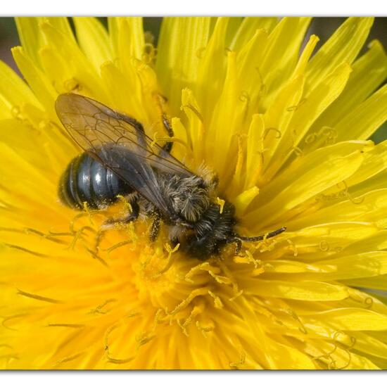 Weiden-Sandbiene: Tier im Habitat Landwirtschaftliche Wiese in der NatureSpots App