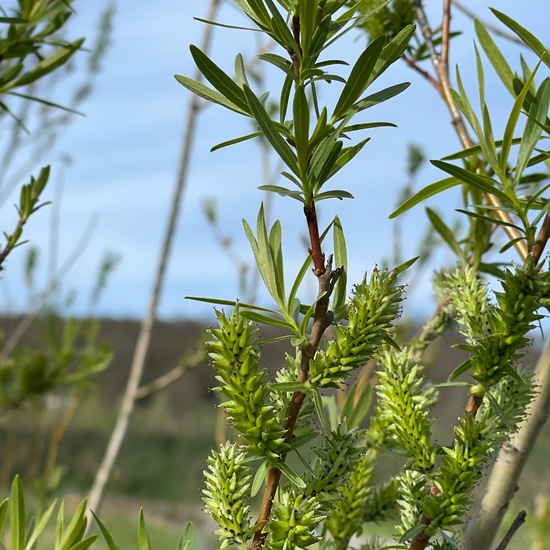 Korb-Weide: Pflanze im Habitat Garten in der NatureSpots App