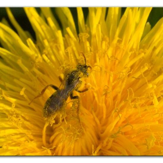 Nomada goodeniana: Tier im Habitat Landwirtschaftliche Wiese in der NatureSpots App