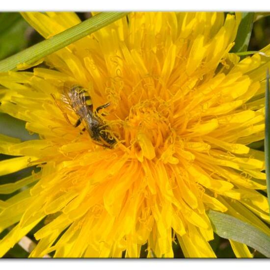 Nomada goodeniana: Tier im Habitat Landwirtschaftliche Wiese in der NatureSpots App