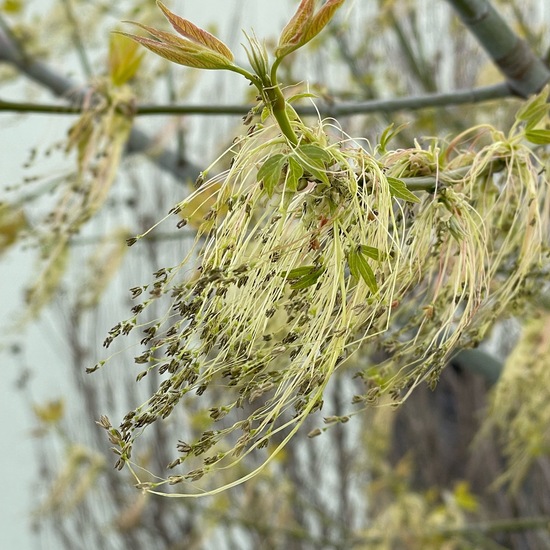 Eschen-Ahorn: Pflanze im Habitat Garten in der NatureSpots App