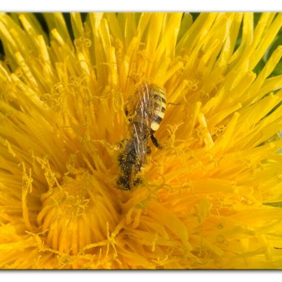 Nomada goodeniana: Tier im Habitat Landwirtschaftliche Wiese in der NatureSpots App