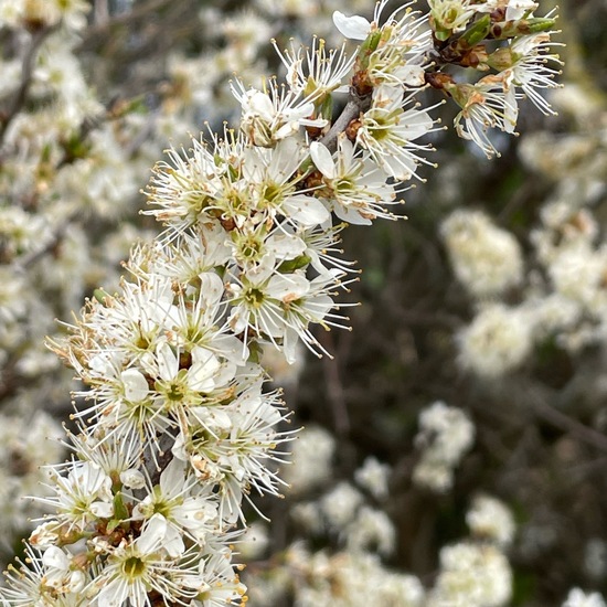 Schlehdorn: Pflanze im Habitat Ackerrandstreifen in der NatureSpots App