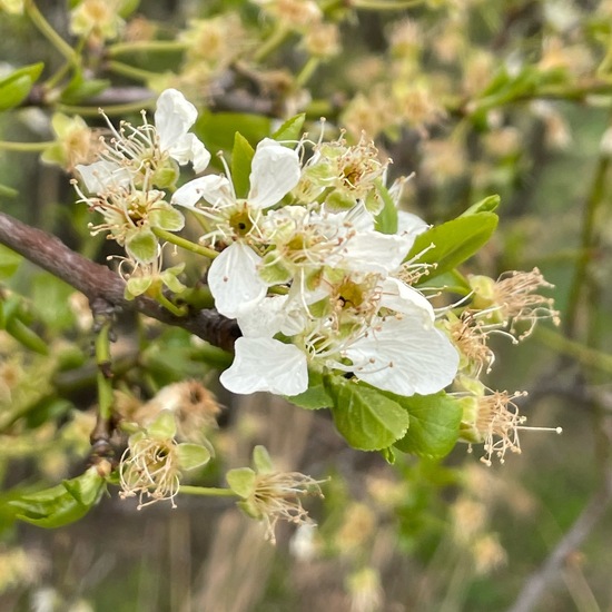 Kirschpflaume: Pflanze im Habitat Ackerrandstreifen in der NatureSpots App