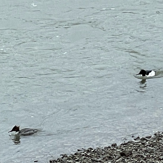 Gänsesäger: Tier im Habitat Süßwasser in der NatureSpots App