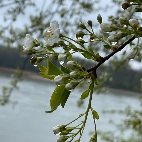 Steinweichsel: Pflanze im Habitat Auwald in der NatureSpots App