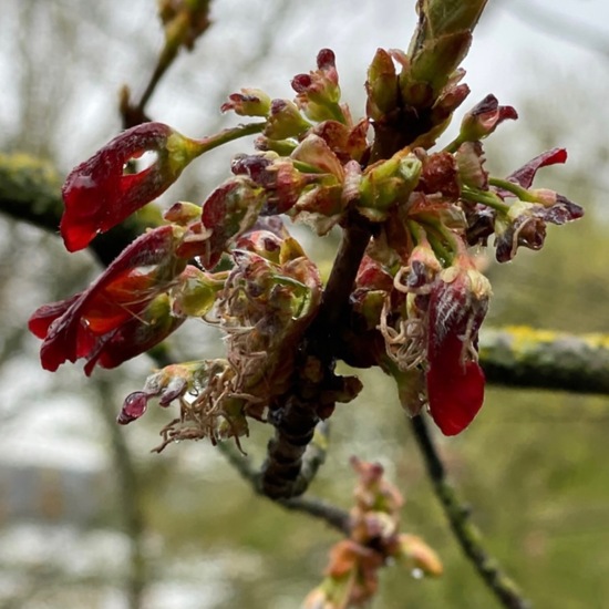 Silber-Ahorn: Pflanze im Habitat Auwald in der NatureSpots App