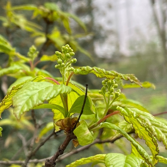 Tatarischer Steppen-Ahorn: Pflanze im Habitat Park in der NatureSpots App