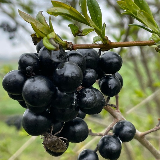 Gewöhnlicher Liguster: Pflanze in der Natur in der NatureSpots App