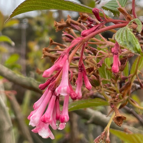 Viburnum farreri: Pflanze im Habitat Landwirtschaftliche Wiese in der NatureSpots App