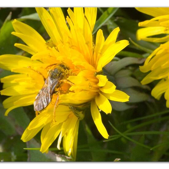 Rothaarige Wespenbiene: Tier im Habitat Landwirtschaftliche Wiese in der NatureSpots App