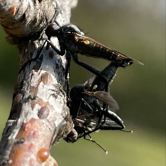 Raubfliegen: Tier im Habitat Park in der NatureSpots App