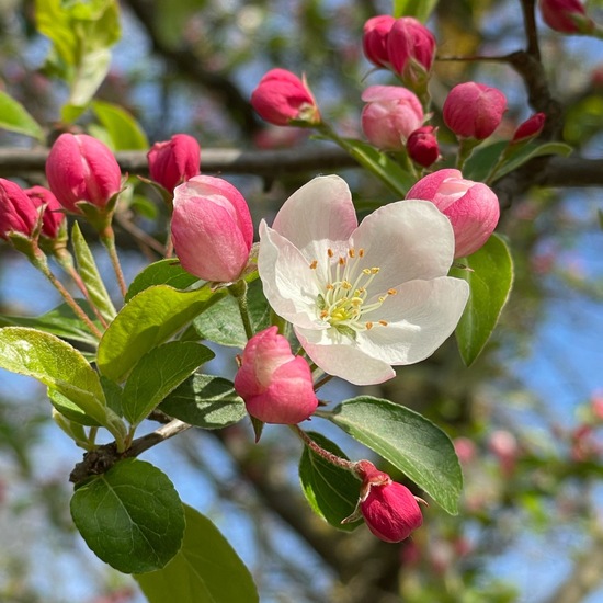 Japanischer Wildapfel: Pflanze im Habitat Park in der NatureSpots App