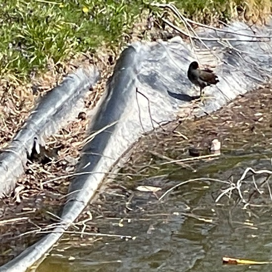 Blässhuhn: Tier im Habitat Park in der NatureSpots App