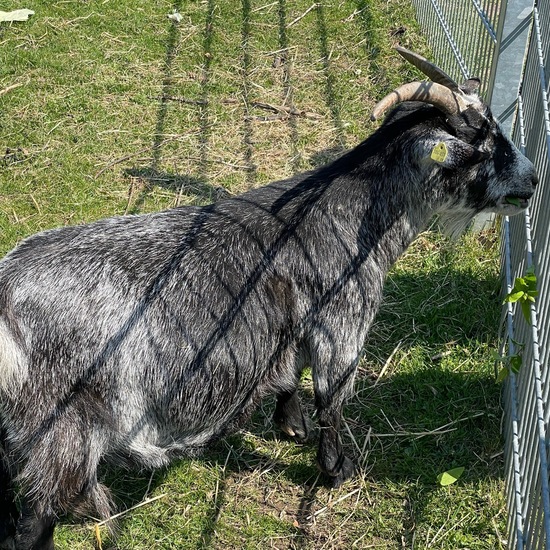 Capra aegagrus hircus: Tier im Habitat Park in der NatureSpots App