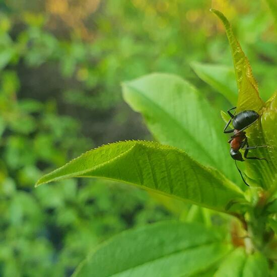 Waldameisen: Tier im Habitat Wald der gemäßigten Breiten in der NatureSpots App