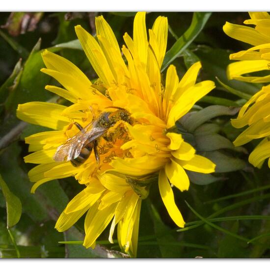 Rothaarige Wespenbiene: Tier im Habitat Landwirtschaftliche Wiese in der NatureSpots App