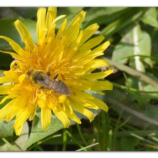 Rothaarige Wespenbiene: Tier im Habitat Landwirtschaftliche Wiese in der NatureSpots App