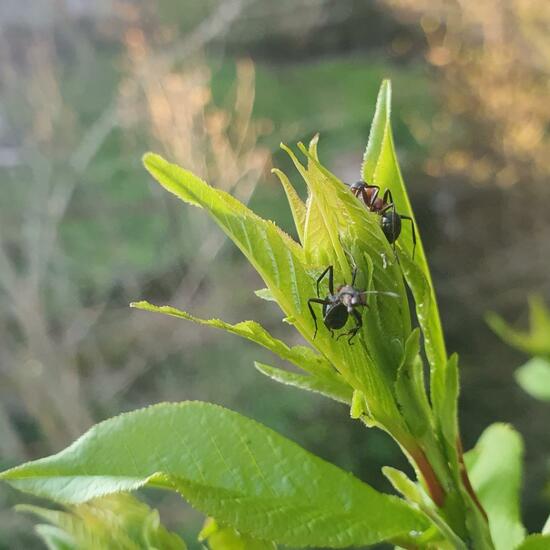 Waldameisen: Tier im Habitat Wald der gemäßigten Breiten in der NatureSpots App