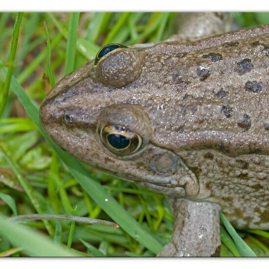 Seefrosch: Tier im Habitat Hinterhof in der NatureSpots App