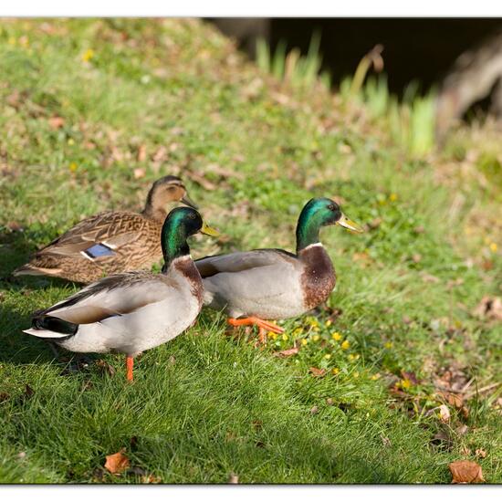 Stockente: Tier im Habitat Park in der NatureSpots App