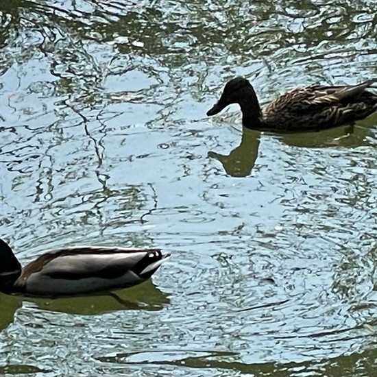 Schwimmenten: Tier im Habitat Park in der NatureSpots App