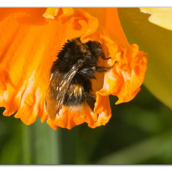 Dunkle Erdhummel: Tier in der Natur in der NatureSpots App