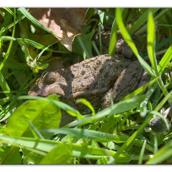 Seefrosch: Tier im Habitat Hinterhof in der NatureSpots App