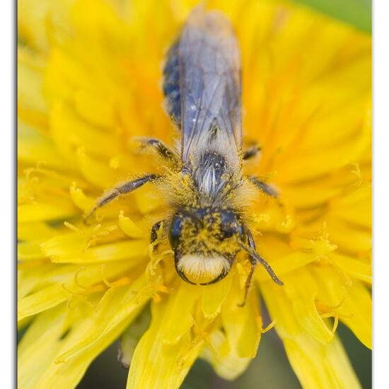 Weiden-Sandbiene: Tier im Habitat Landwirtschaftliche Wiese in der NatureSpots App