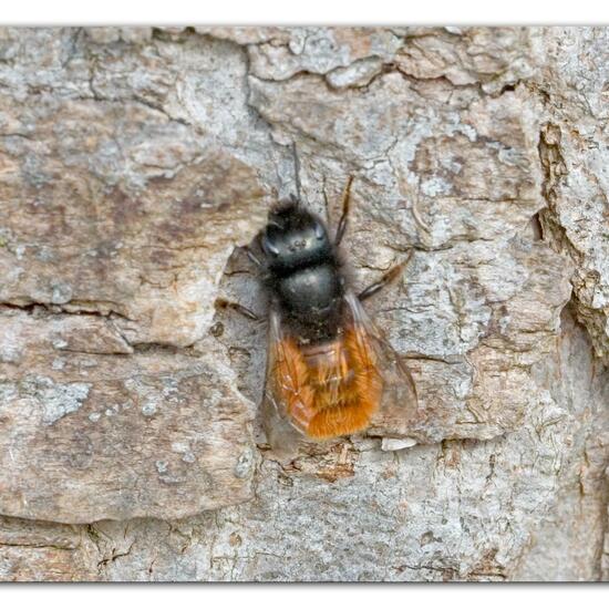 Gehörnte Mauerbiene: Tier im Habitat Park in der NatureSpots App