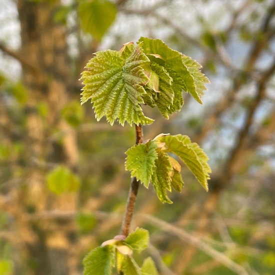 Baum-Hasel: Pflanze im Habitat Wald der gemäßigten Breiten in der NatureSpots App