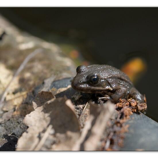 Seefrosch: Tier im Habitat Hinterhof in der NatureSpots App