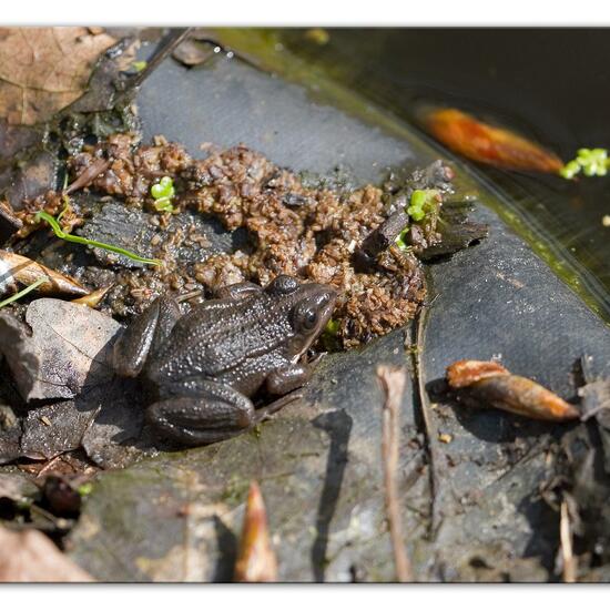 Seefrosch: Tier im Habitat Hinterhof in der NatureSpots App